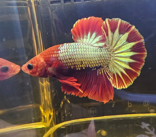 RED FCCP BETTA PK 07
