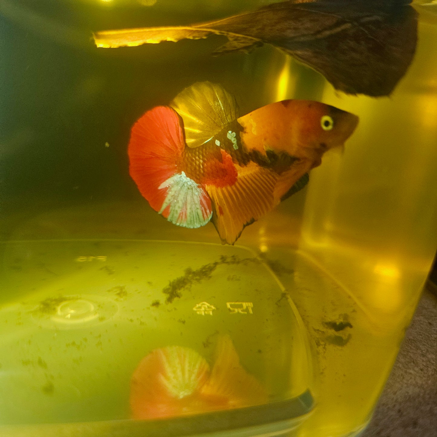NEMO CANDY BETTA 260421