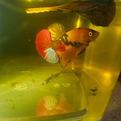 NEMO CANDY BETTA 260421