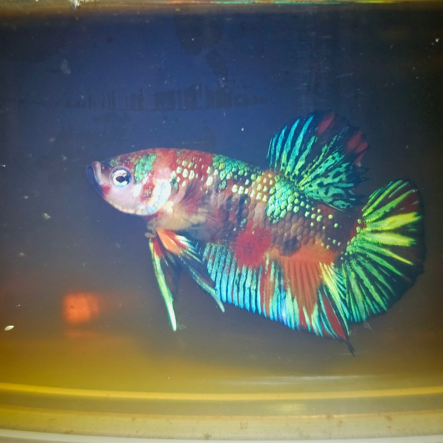 METALIC CANDY BETTA 260450