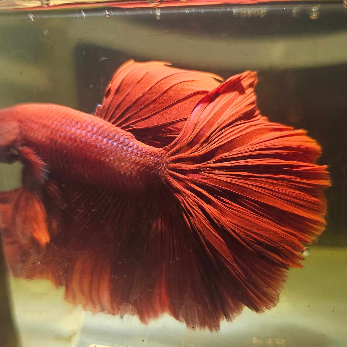 Giant Full Red Rosetail Halfmoon Betta(OHM) 2605A56