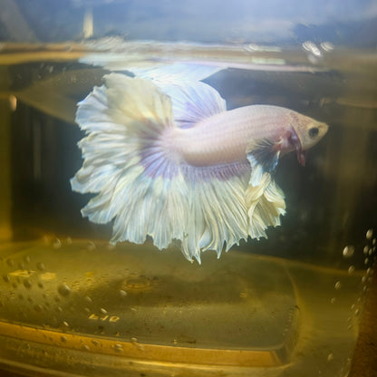 Light Color Maple Leaf Halfmoon Betta 2605A06