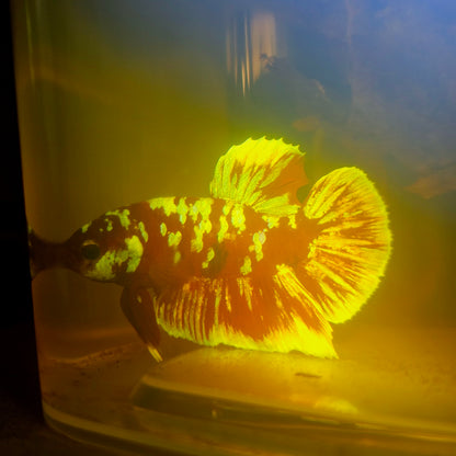 BARONGSAI BETTA 260437