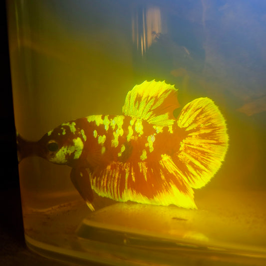 BARONGSAI BETTA 260437