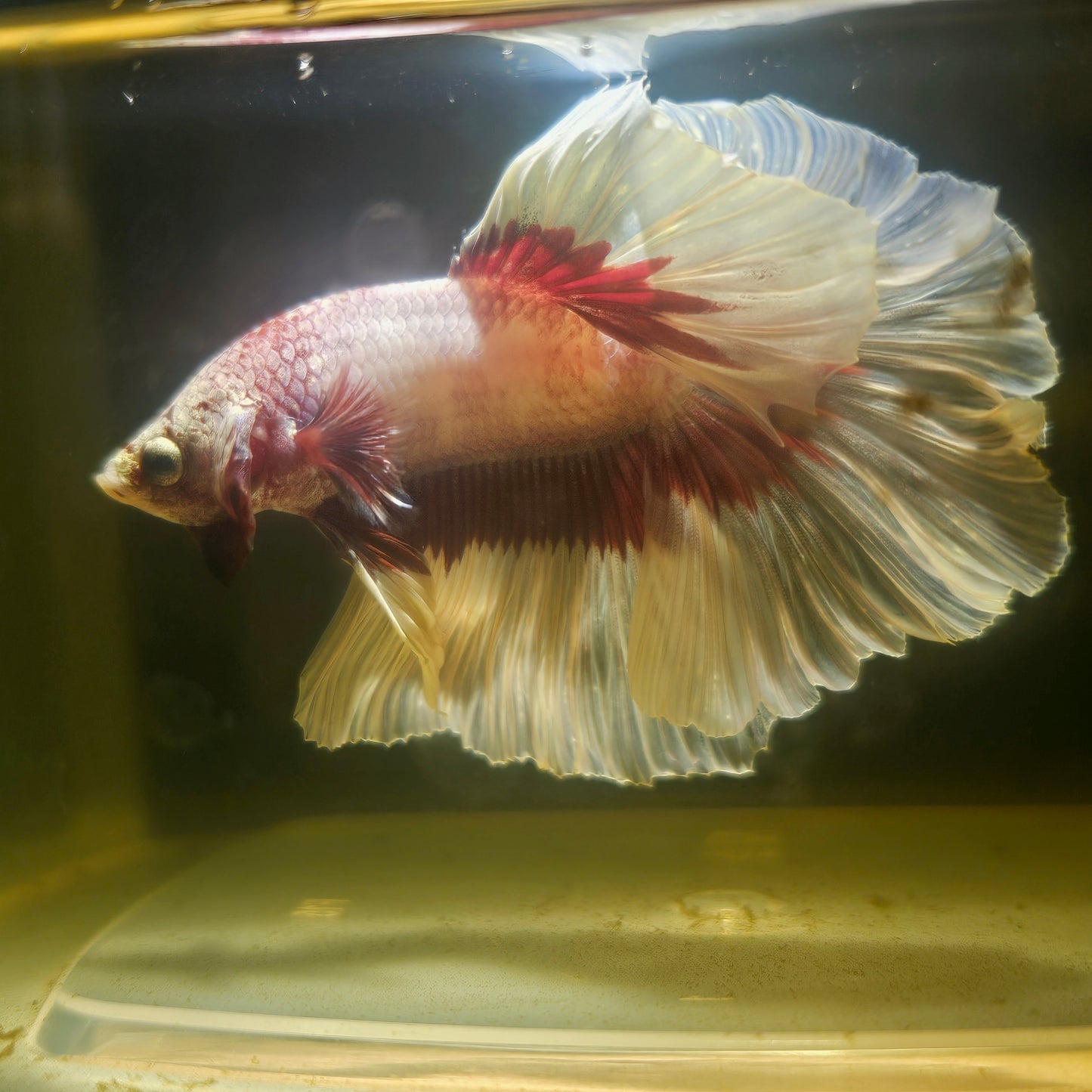 Purple White Feathertail Halfmoon Betta 2605A32