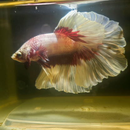Purple White Feathertail Halfmoon Betta 2605A32