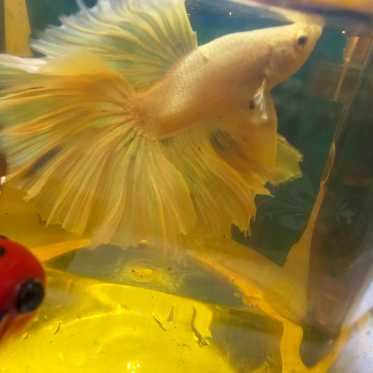 ROSE TAIL PINK WHITE HALFMOON/玫瑰尾粉白半月251251