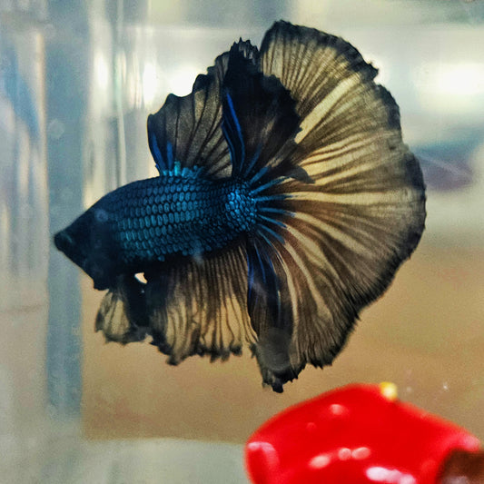 DARK COLOR SPECIAL TAIL HALFMOON BETTA 260925 premium Betta Fish