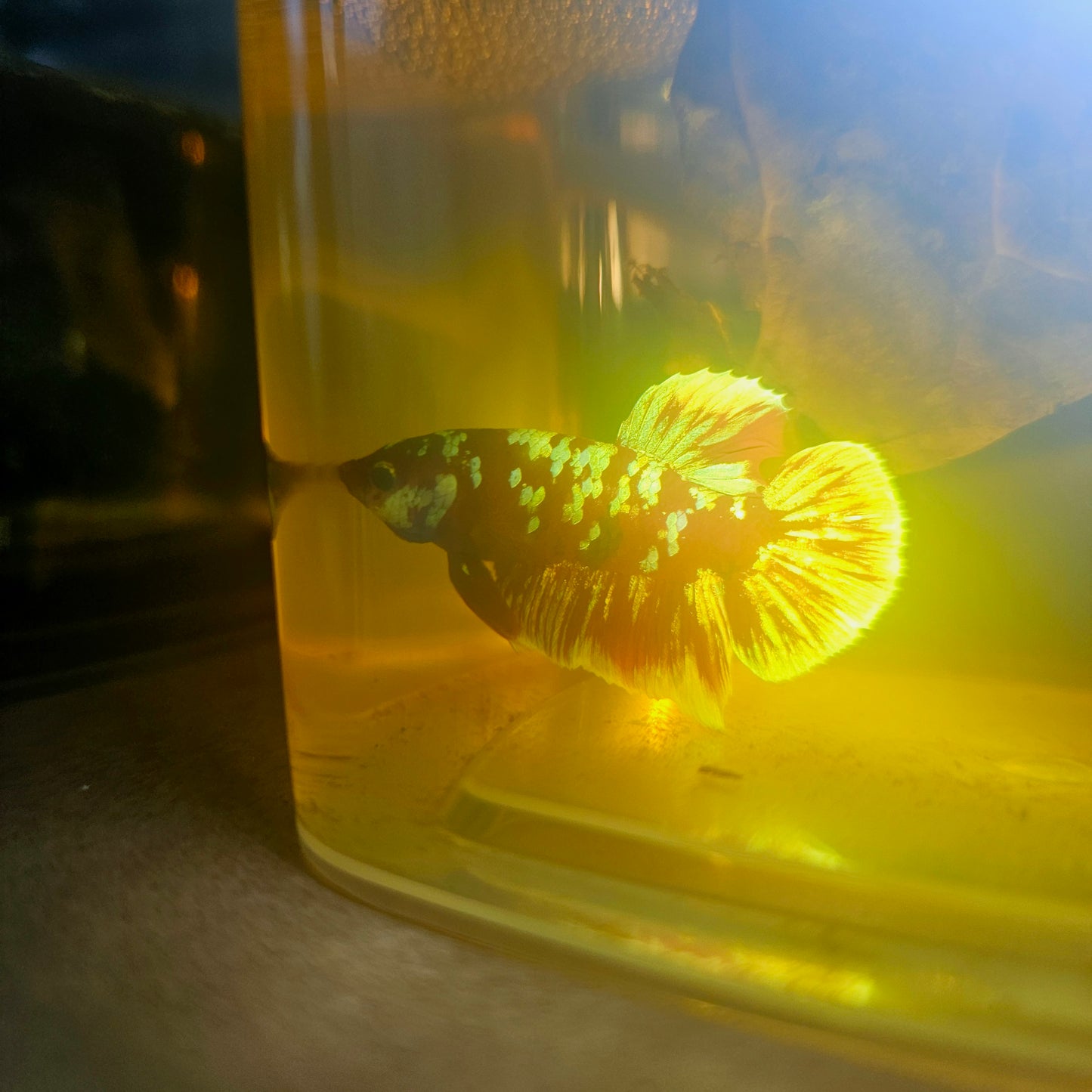 BARONGSAI BETTA 260437