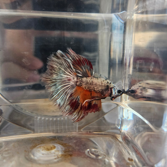 Halfmoon tradizionale con colorazione metallica(OHM) 250701