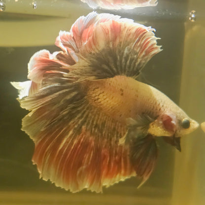 Dark Color Rosetail Halfmoon Dumbo Betta(OHM)2605A35