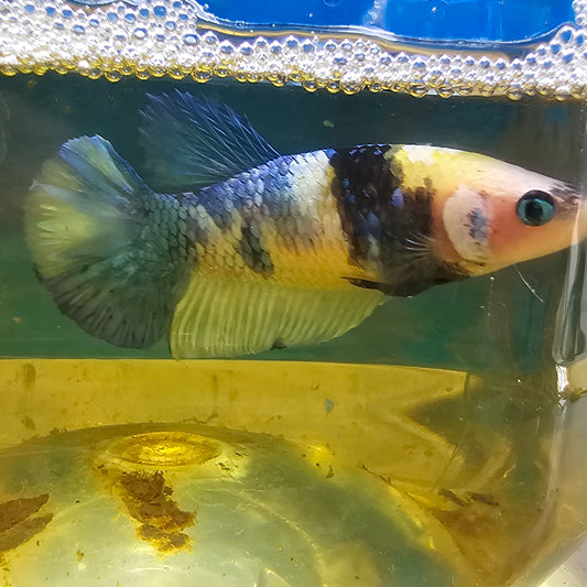 FULL COLOR YELLOW CANDY (BREEDING GRADE) 种母满色黄糖果251197