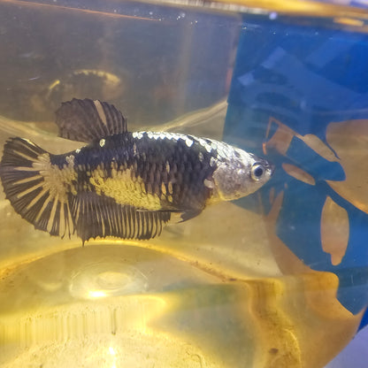 BLACK SAMURAI (METEOR TAIL)/种母星尾黑武士251112