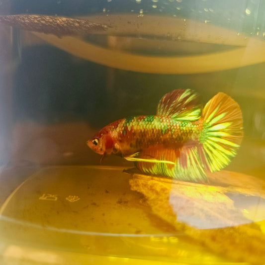 METALIC CANDY BETTA 260473