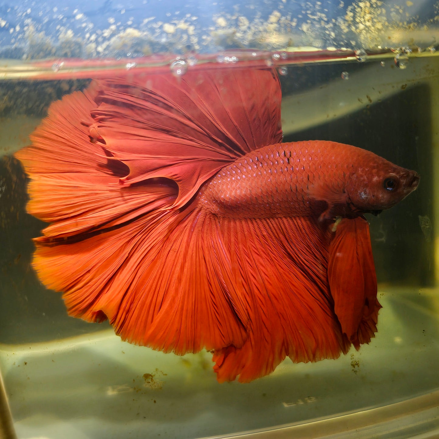 Giant Full Red Rosetail Halfmoon Betta(OHM) 2605A22