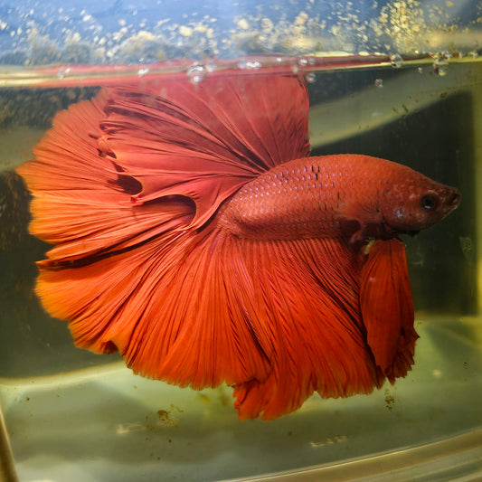 Giant Full Red Rosetail Halfmoon Betta(OHM) 2605A22