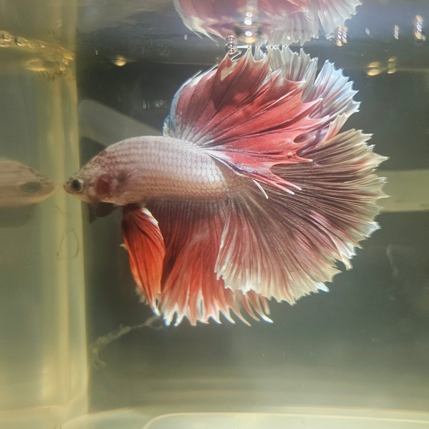 Dark Color Rosetail Halfmoon Betta 2605A30