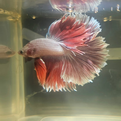 Dark Color Rosetail Halfmoon Betta 2605A30