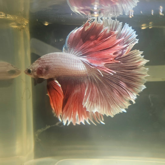 Dark Color Rosetail Halfmoon Betta 2605A30