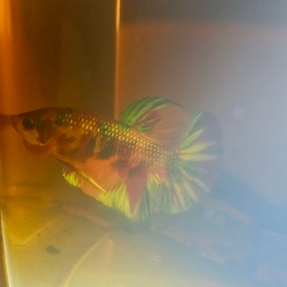 METALIC CANDY BETTA 260472