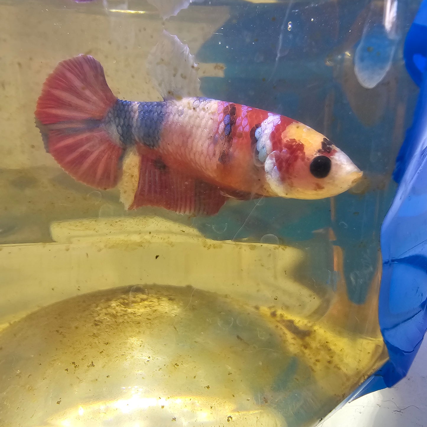 FULL COLOR NEMO CANDY (BREEDING GRADE) /种母满色尼莫糖果251137