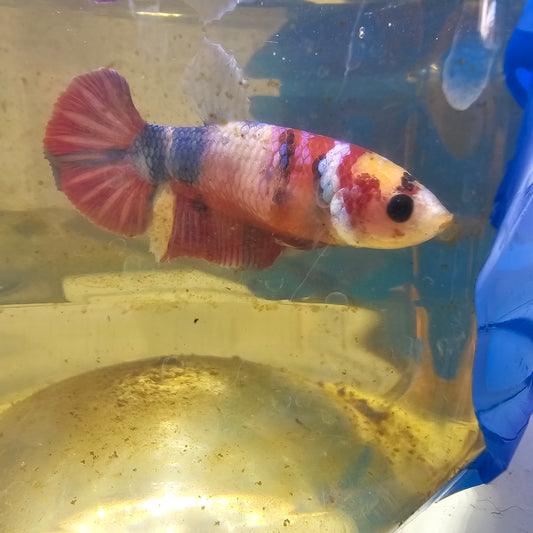 FULL COLOR NEMO CANDY (BREEDING GRADE) /种母满色尼莫糖果251137