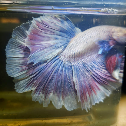 Purple White Rosetail Halfmoon Betta(OHM) 2605A09