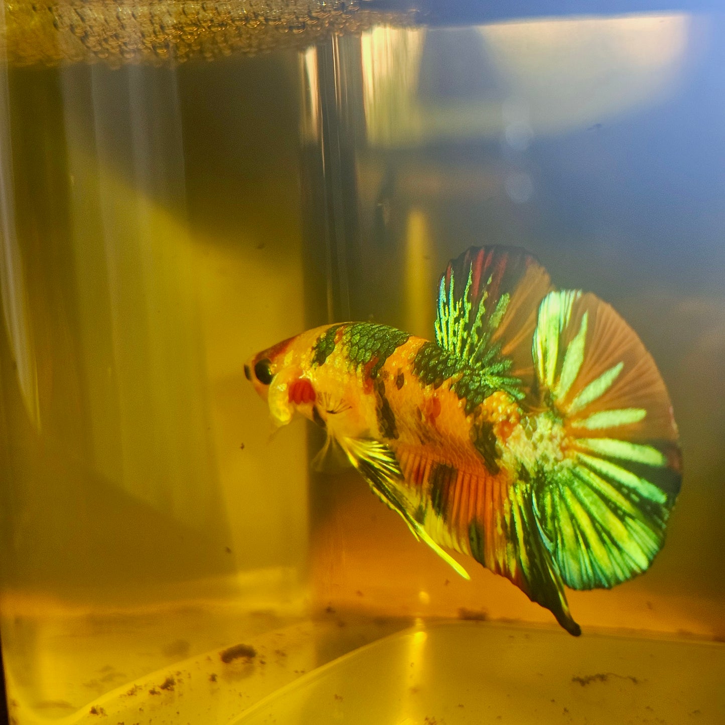 METALIC CANDY BETTA 260432