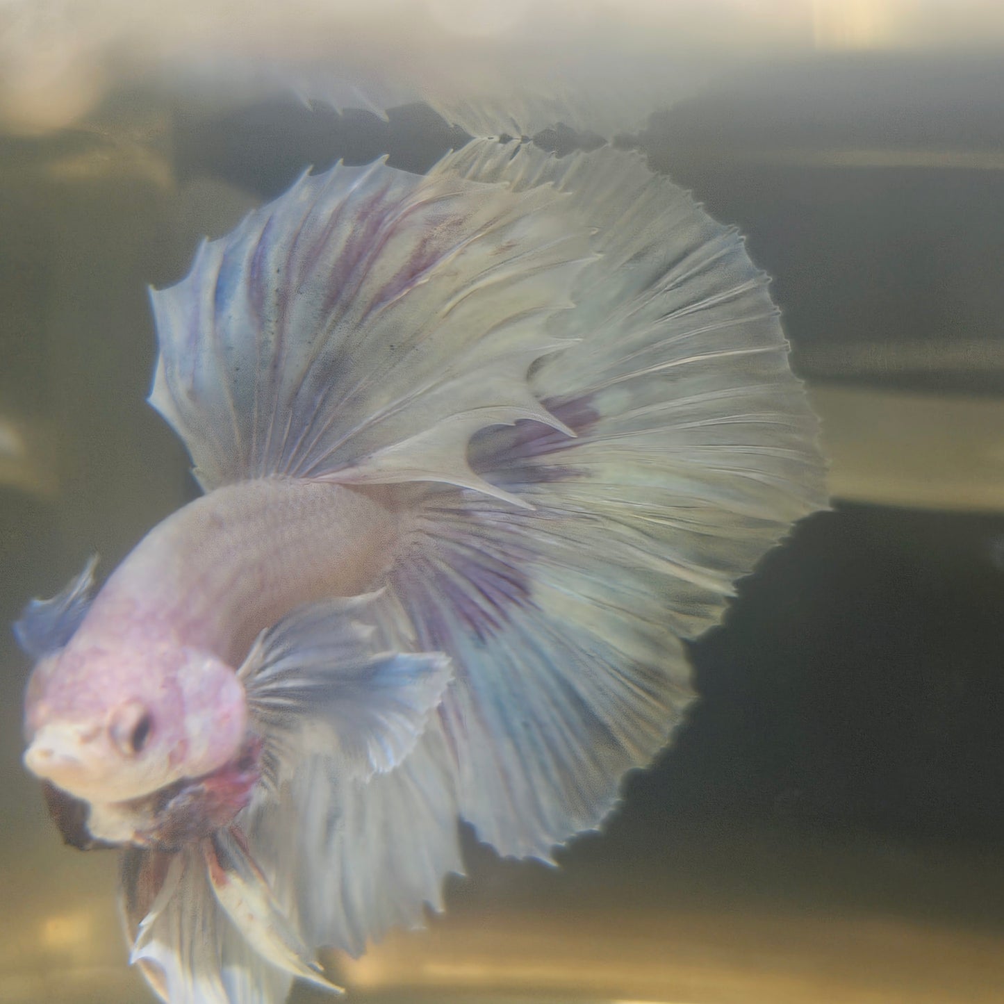 Purple White Rosetail Dumbo Halfmoon Betta 2605A31