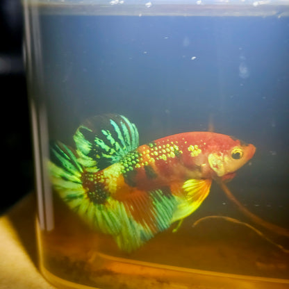METALIC CANDY BETTA 260454