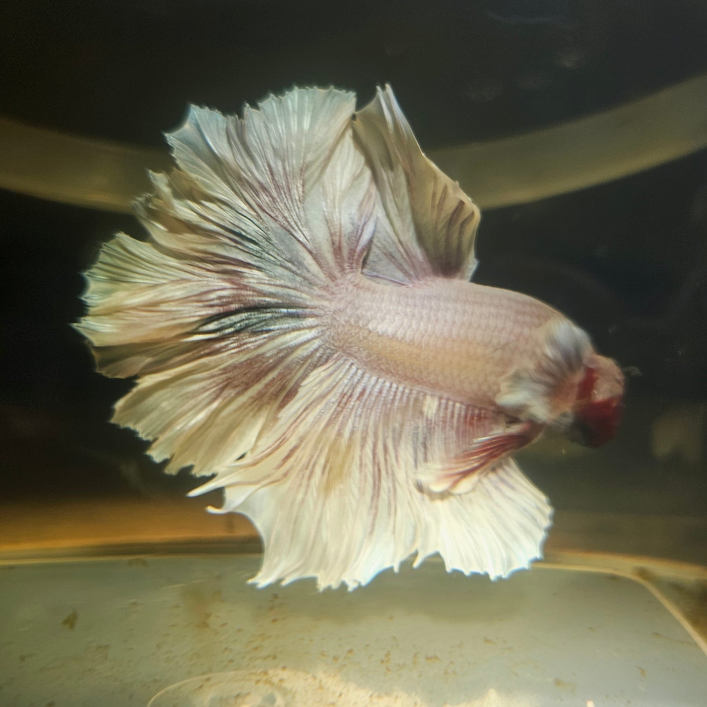 Light Color Maple Leaf Halfmoon Betta 2605B47