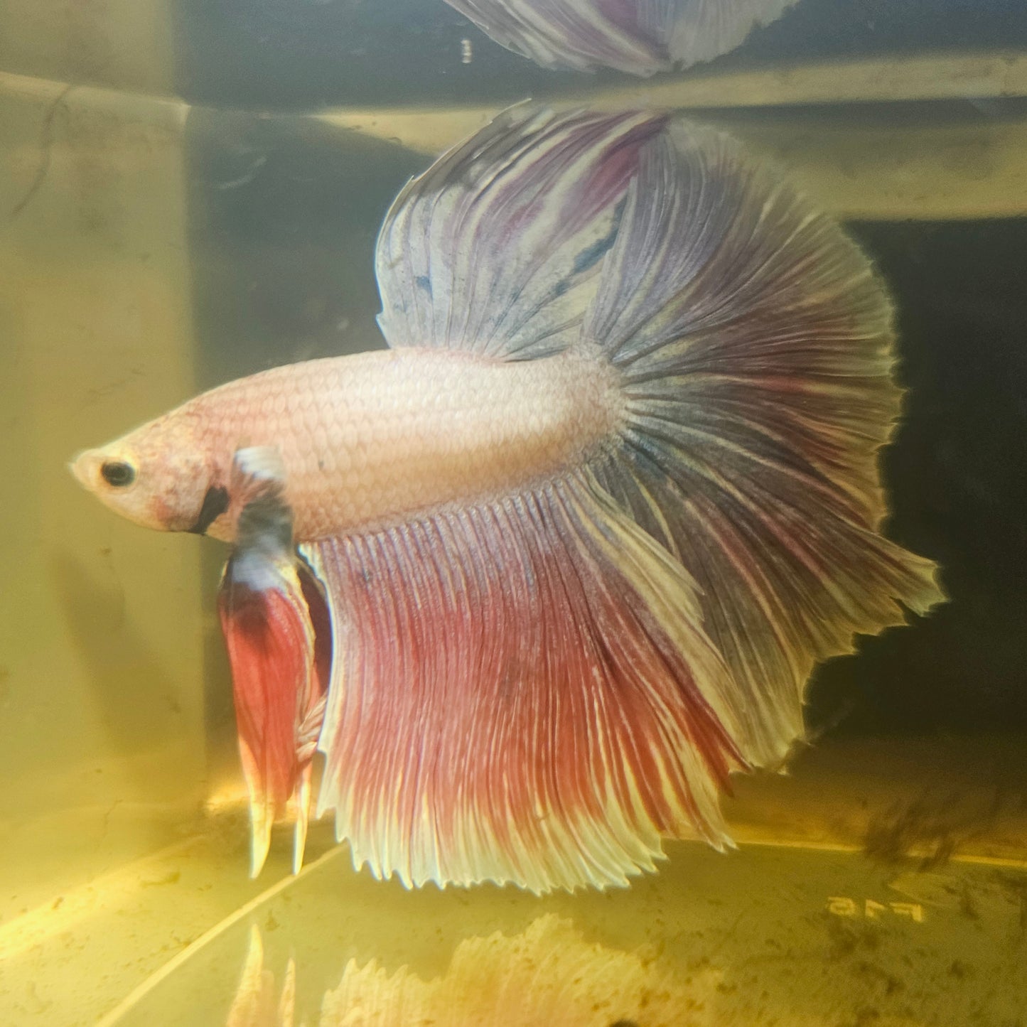 Light Color Rosetail Halfmoon Betta(OHM)2605B58