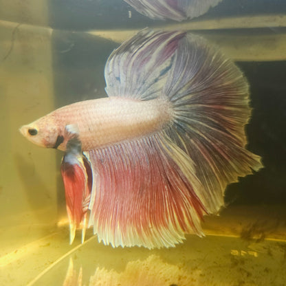 Light Color Rosetail Halfmoon Betta(OHM)2605B58