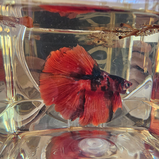 Red candy Halfmoon (L OHM)250703