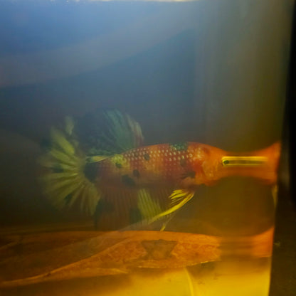 METALIC CANDY BETTA 260428