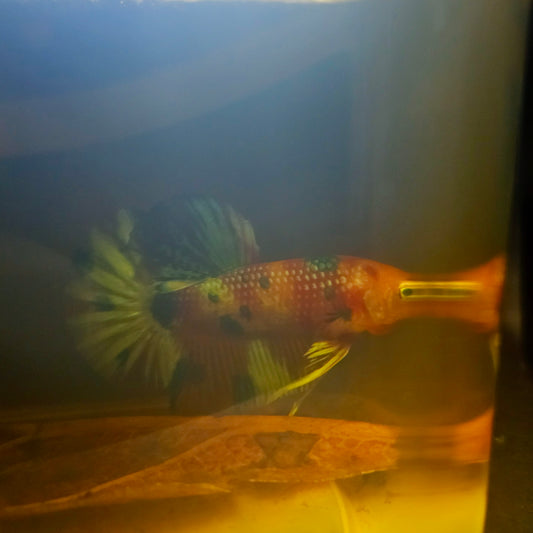 METALIC CANDY BETTA 260428