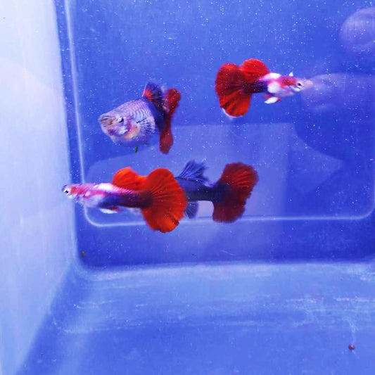 RED ROSE TAI(UNA COPPIA)/泰国圆尾红玫瑰一对