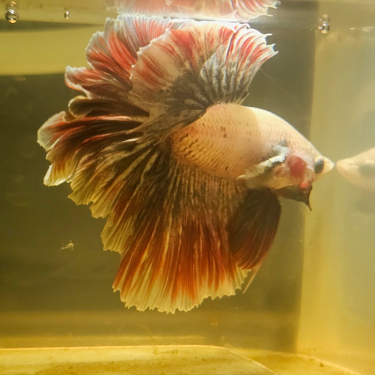 Dark Color Rosetail Halfmoon Dumbo Betta(OHM)2605A35