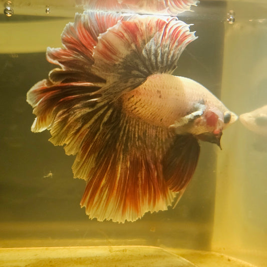 Dark Color Rosetail Halfmoon Dumbo Betta(OHM)2605A35