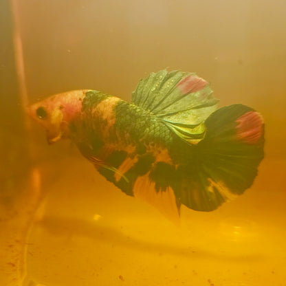 METALIC CANDY BETTA 260471