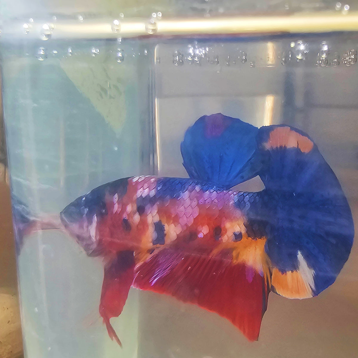 RED CALAXY CANDY HMPK BETTA 260904
