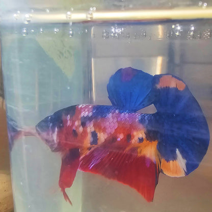 RED CALAXY CANDY HMPK BETTA 260904