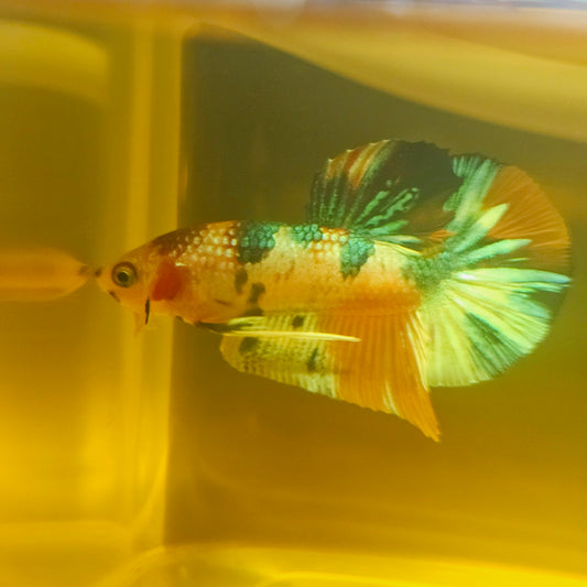 METALIC CANDY BETTA 260458