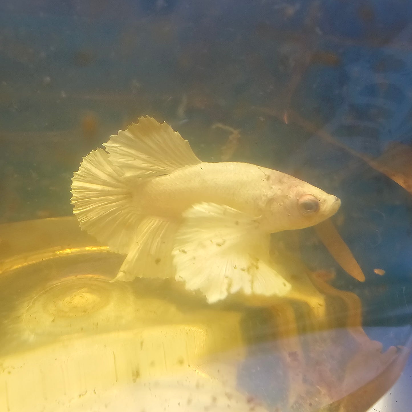 PUER WHITE DUMBO PK（M）/纯白大耳将军251177