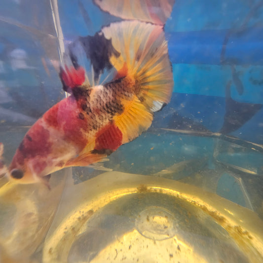 NEMO CANDY HMPK/ 尼莫糖果将军251217