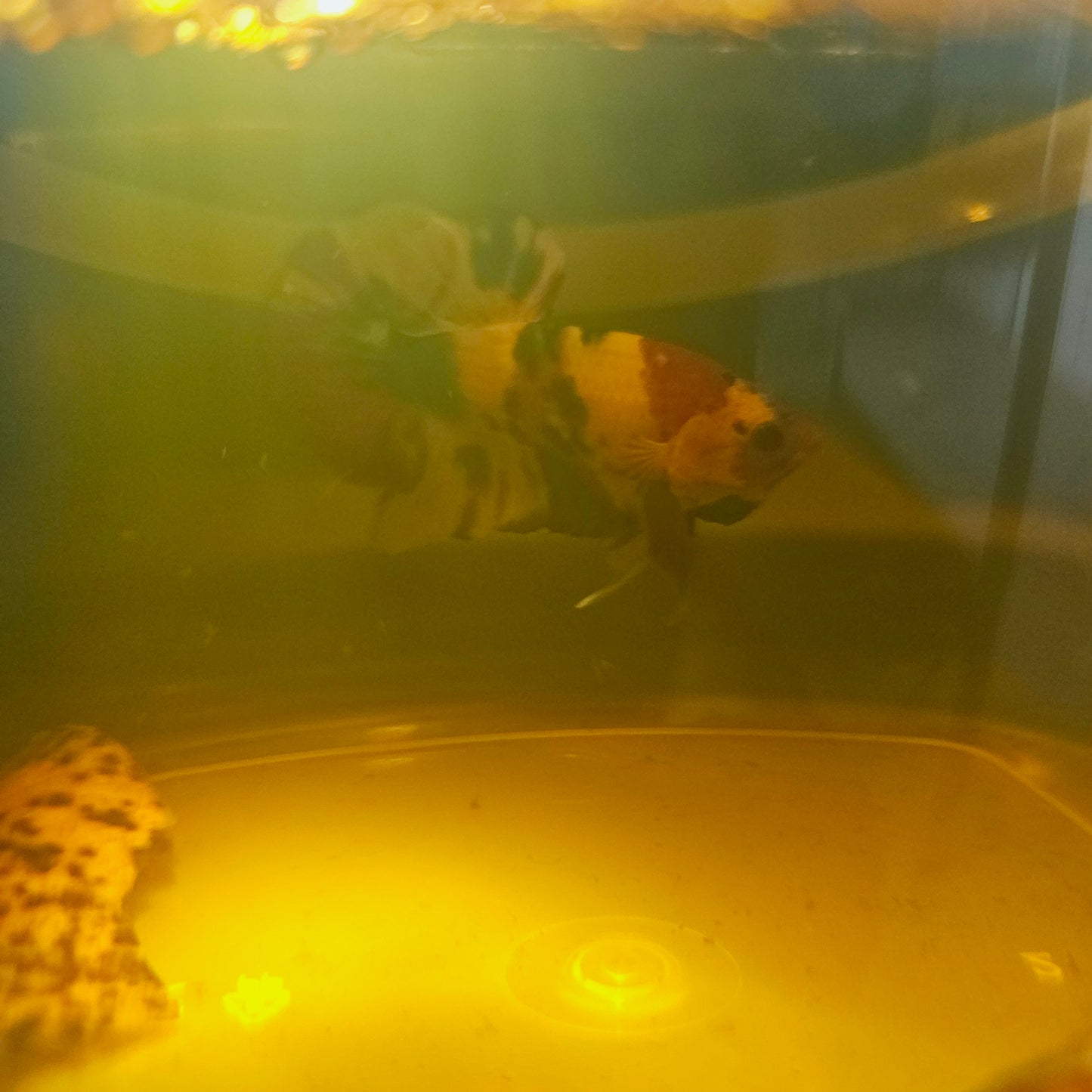 NEMO CANDY BETTA 260478