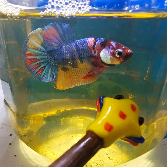 FULL COLOR GALAXY CANDY HMPK/满色星河糖果251128