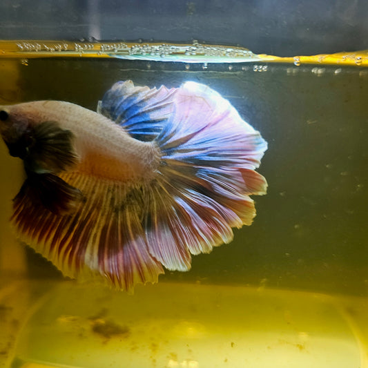 Light Color Maple Leaf Dumbo Halfmoon Betta 2605B39