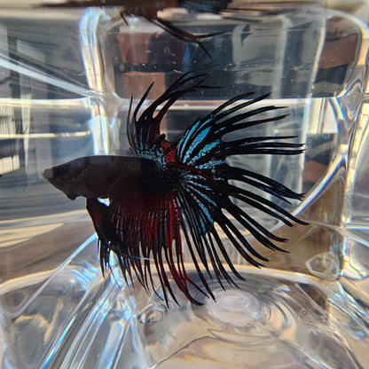 CT BLACK-RED 250720