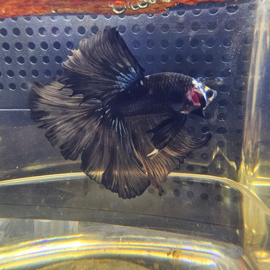 DARK SHADOW HALFMOON (OHM+)0660